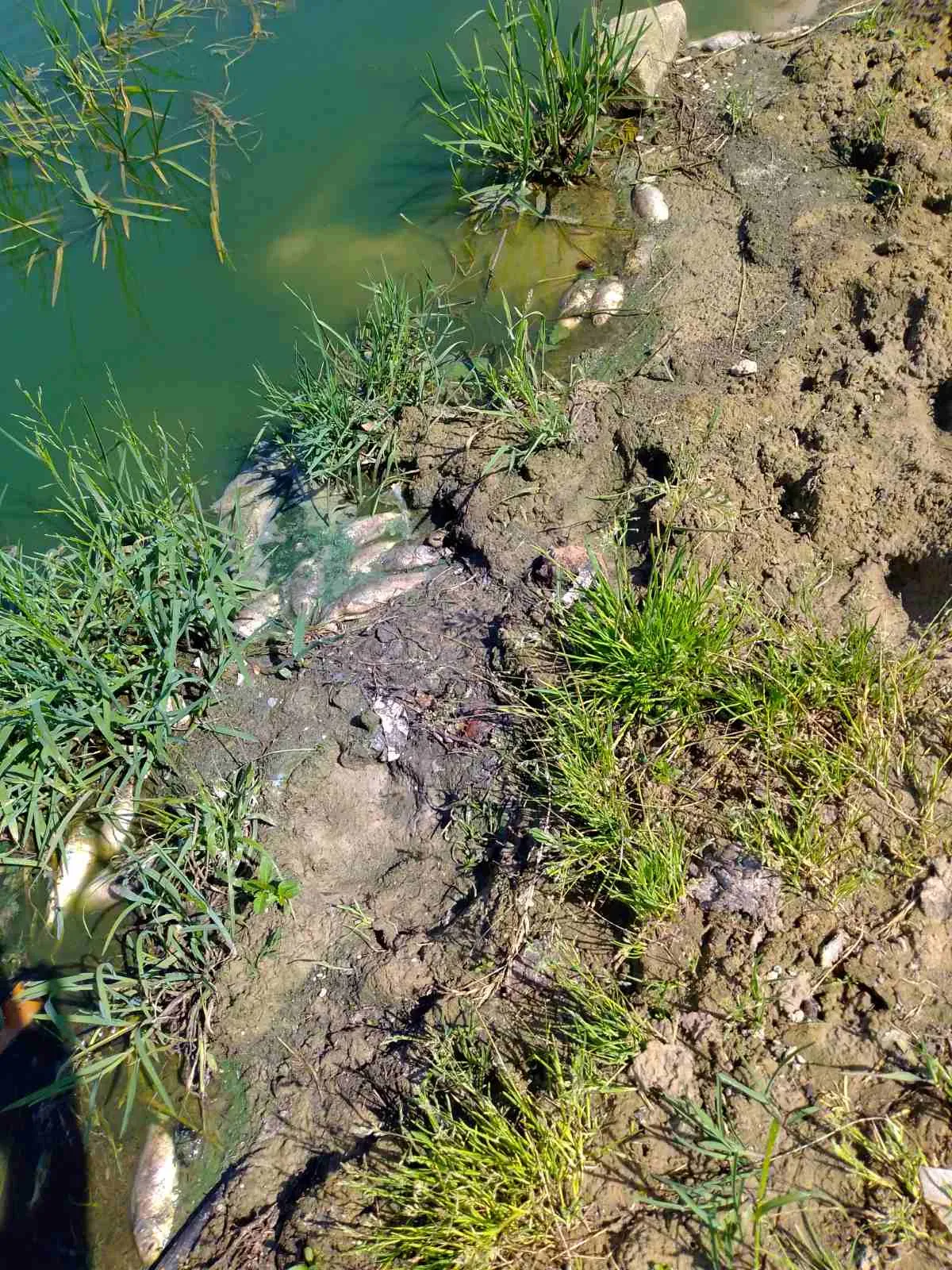 В водоеме возле деревни Боровая Буда Кормянского района погибли караси: выясняем причины
